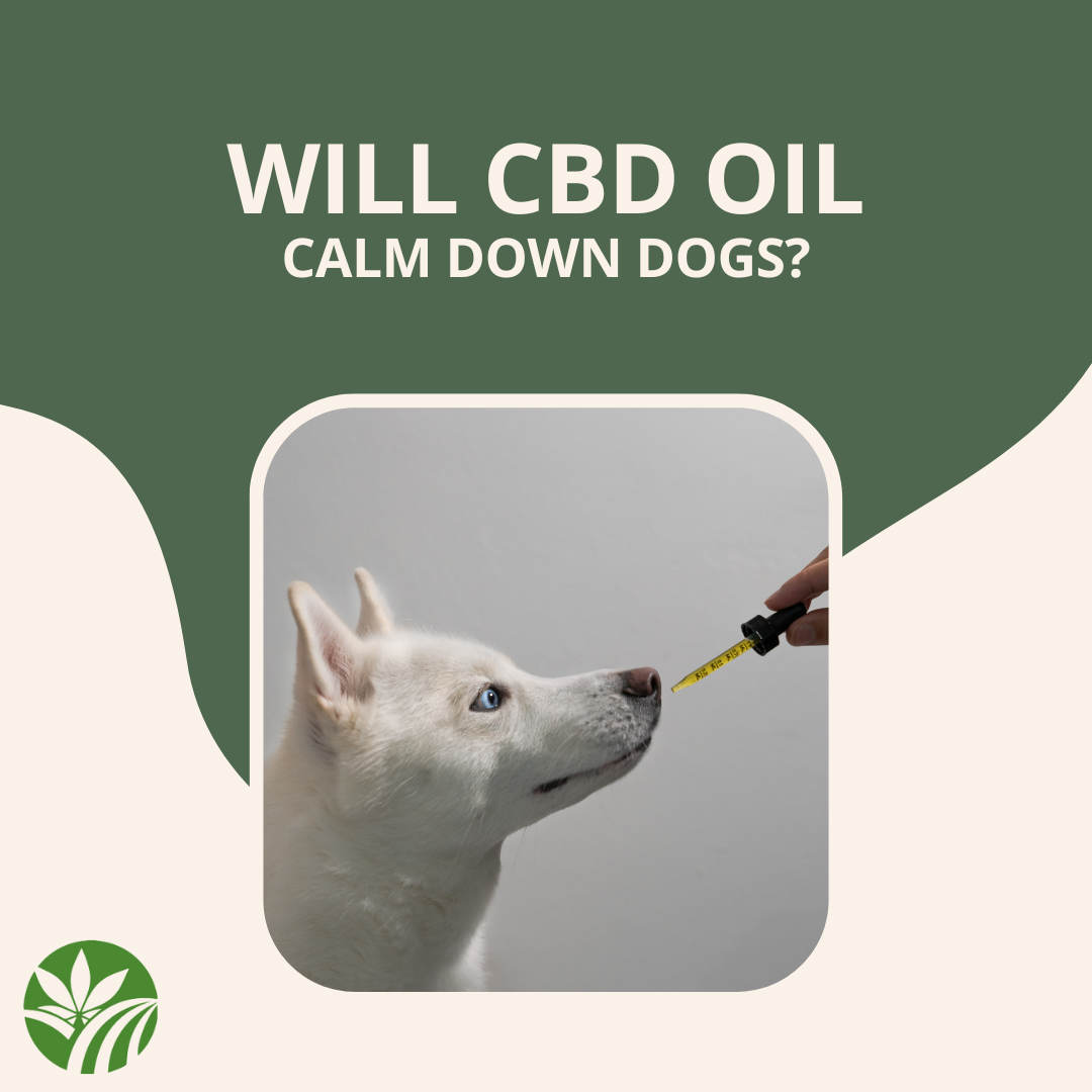 Will CBD Oil Calm Dogs Down? The Potential Benefits of CBD for Dogs