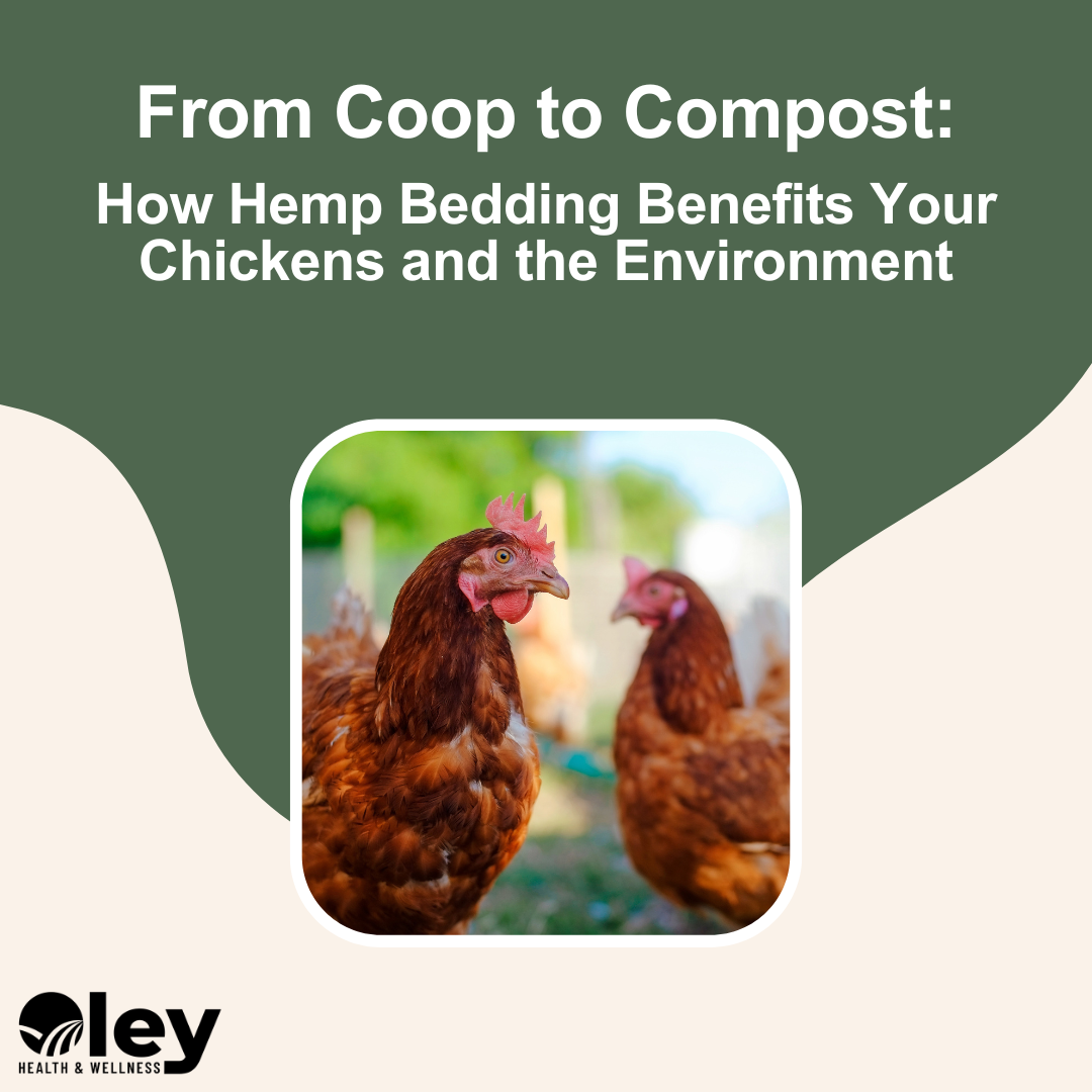 How Hemp Bedding Benefits Your Chickens and the Environment - Oley Health and Wellness