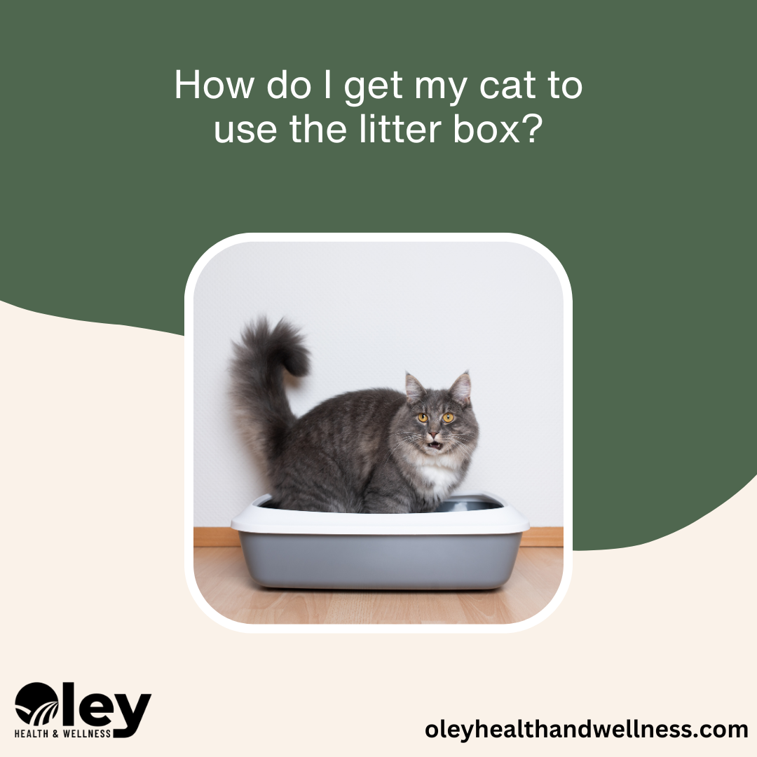 Encourage cat to clearance use litter box
