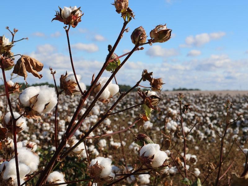 Hemp vs. Cotton: Which is Better? - Oley Hemp