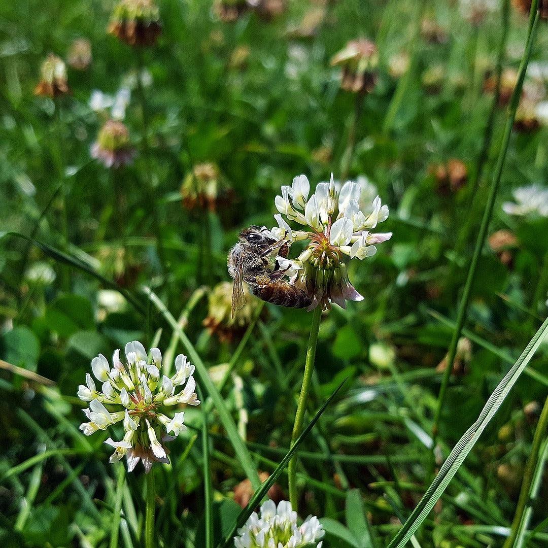 Raw Clover Honey - Natural Sweetener - Oley Hemp