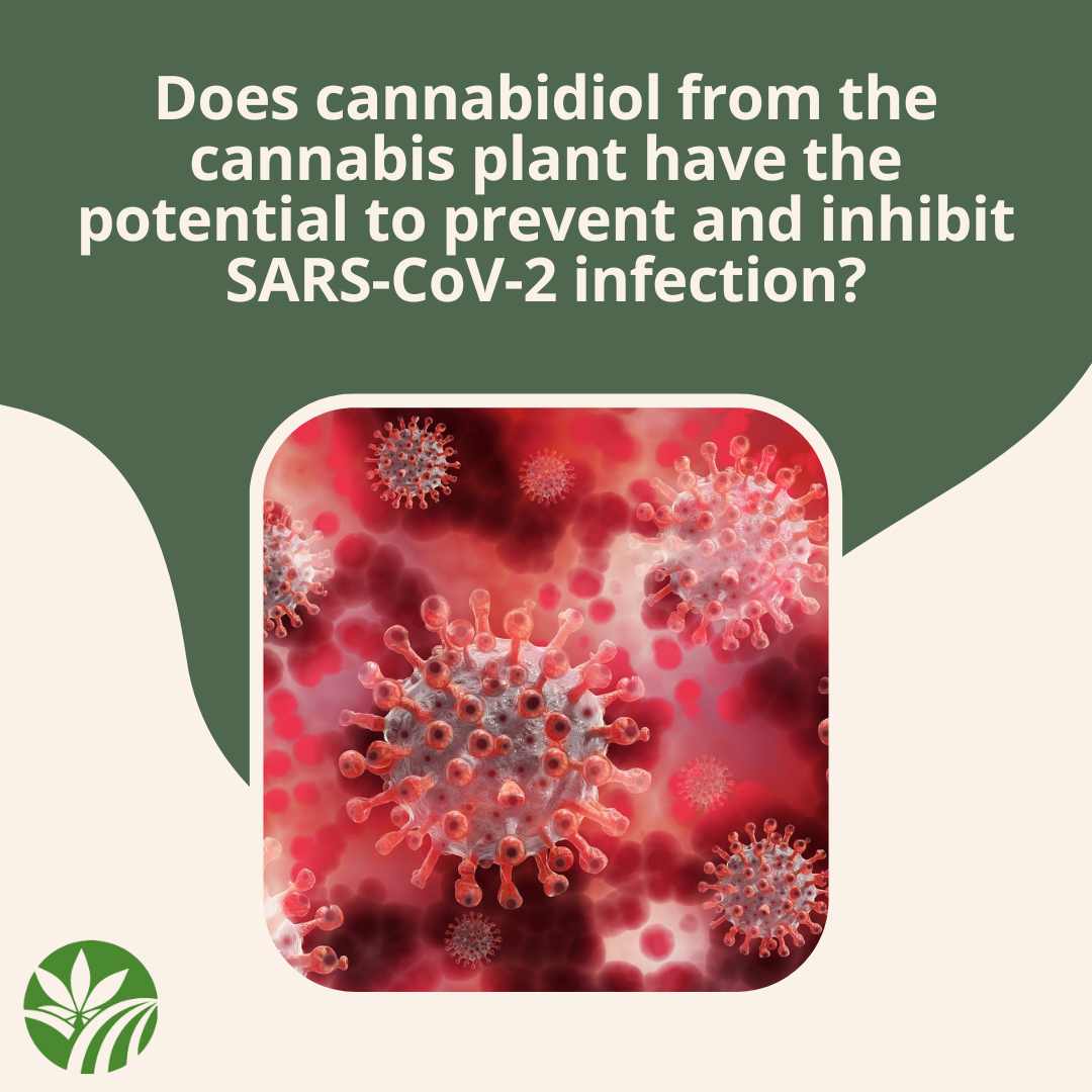 Does cannabidiol from the cannabis plant have the potential to prevent and inhibit SARS-CoV-2 infection?