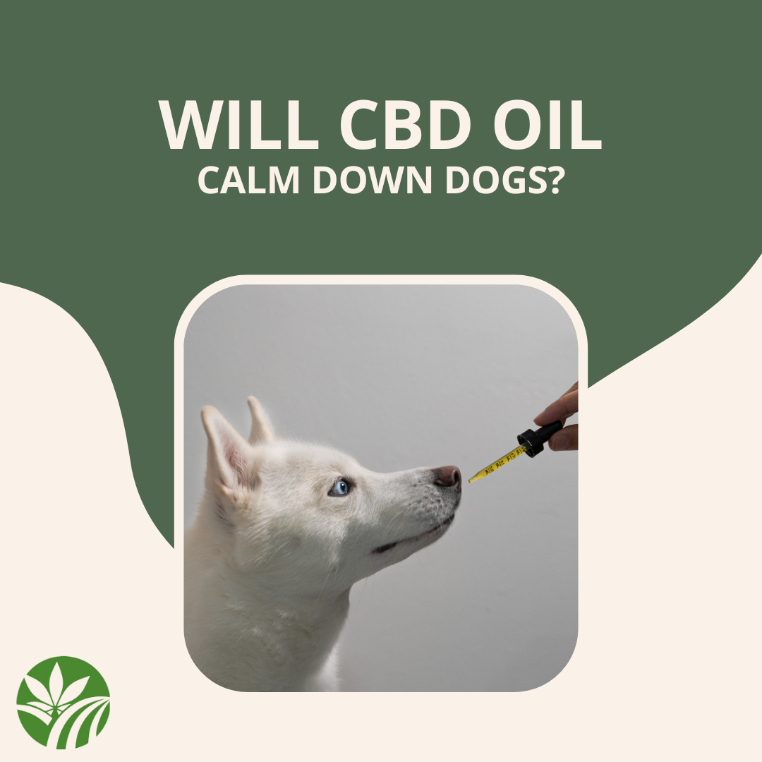 Will CBD Oil Calm Dogs Down? Exploring the Potential Benefits of CBD for Dogs