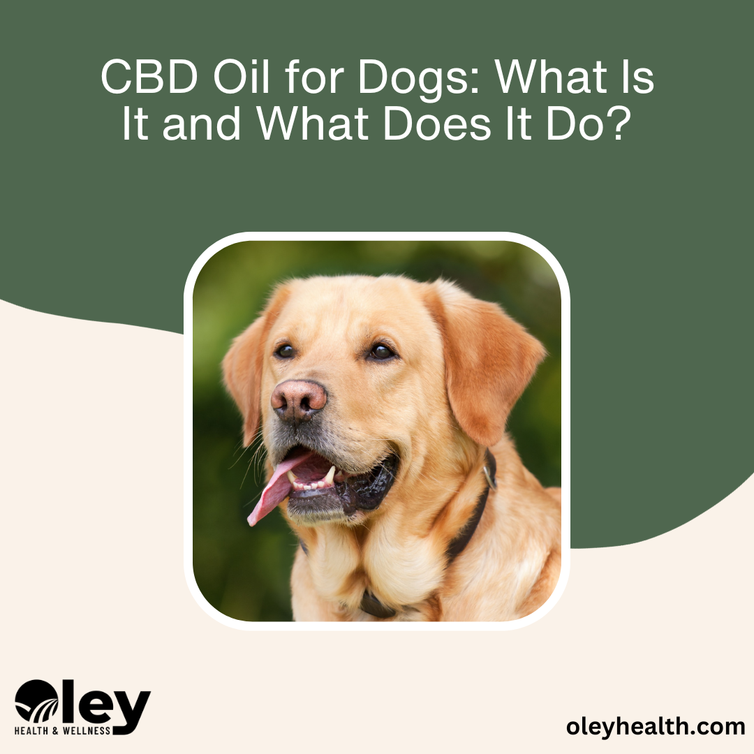 CBD Oil for Dogs: What Is It and What Does It Do? - Oley Health and Wellness