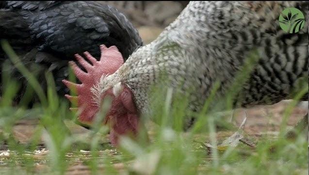 Laden Sie das Video: Hemp Bedding for Chickens Video - Oley Health and Wellness